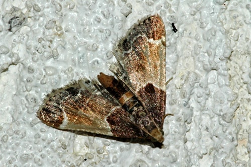 56 Top Images Motten Im Haus : Motten Im Haus So Einfach Werden Sie