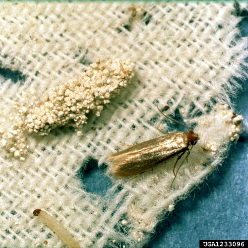 Kleidermotte mit larve
