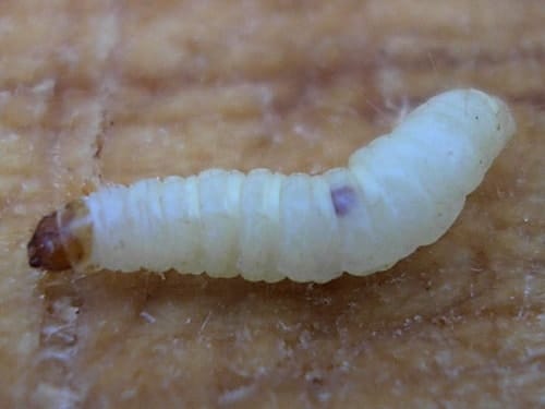 larve-der-doerrobstmotte