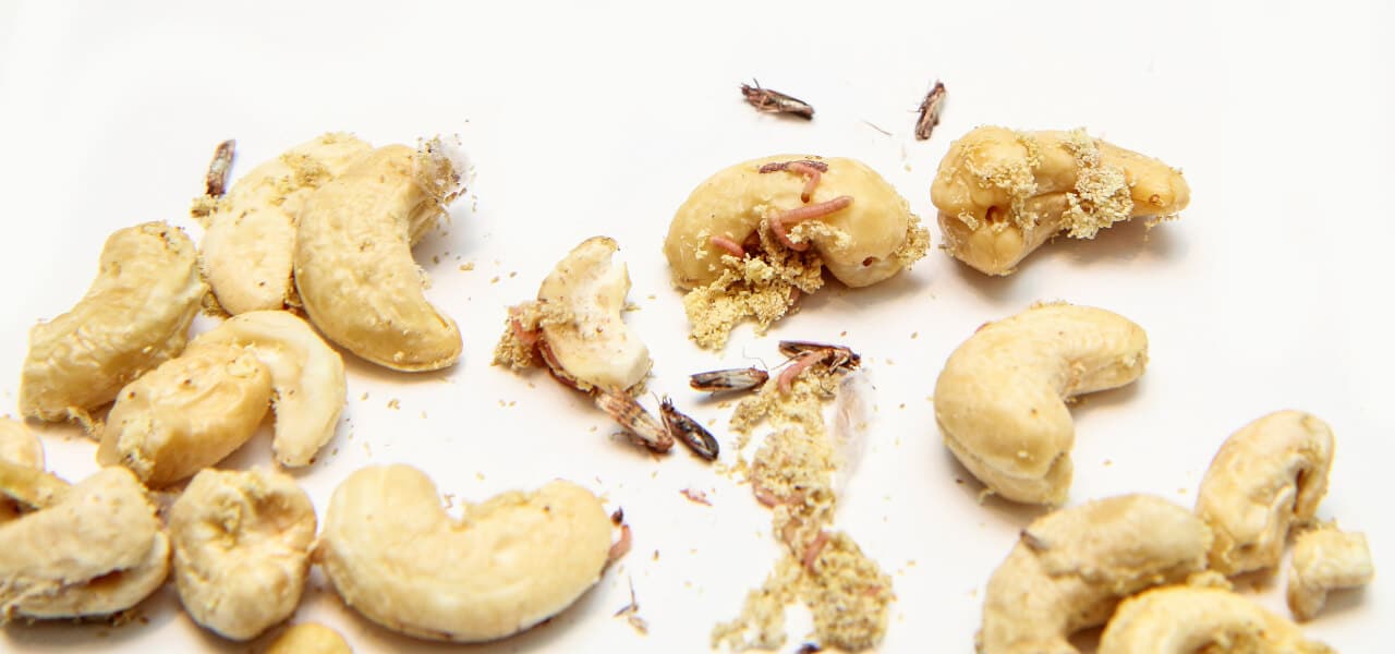 Cashew Nüsse mit Mehlmotten Larven