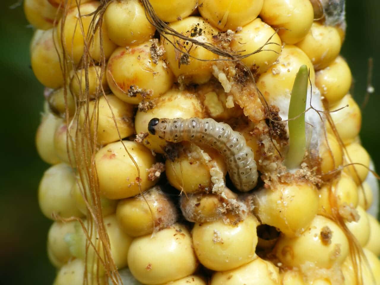Larve einer Lebensmittelmotte im Mais