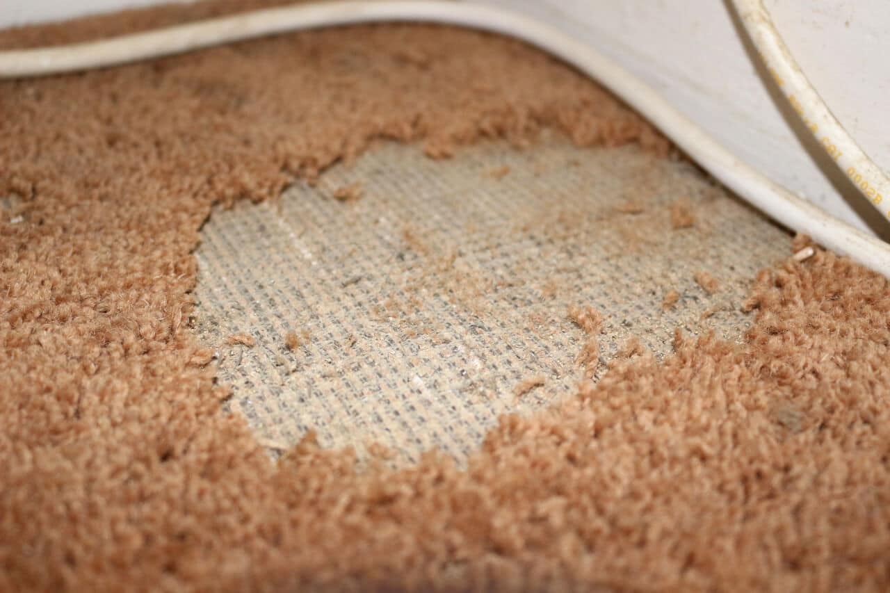 Teppich mit Mottenfraß