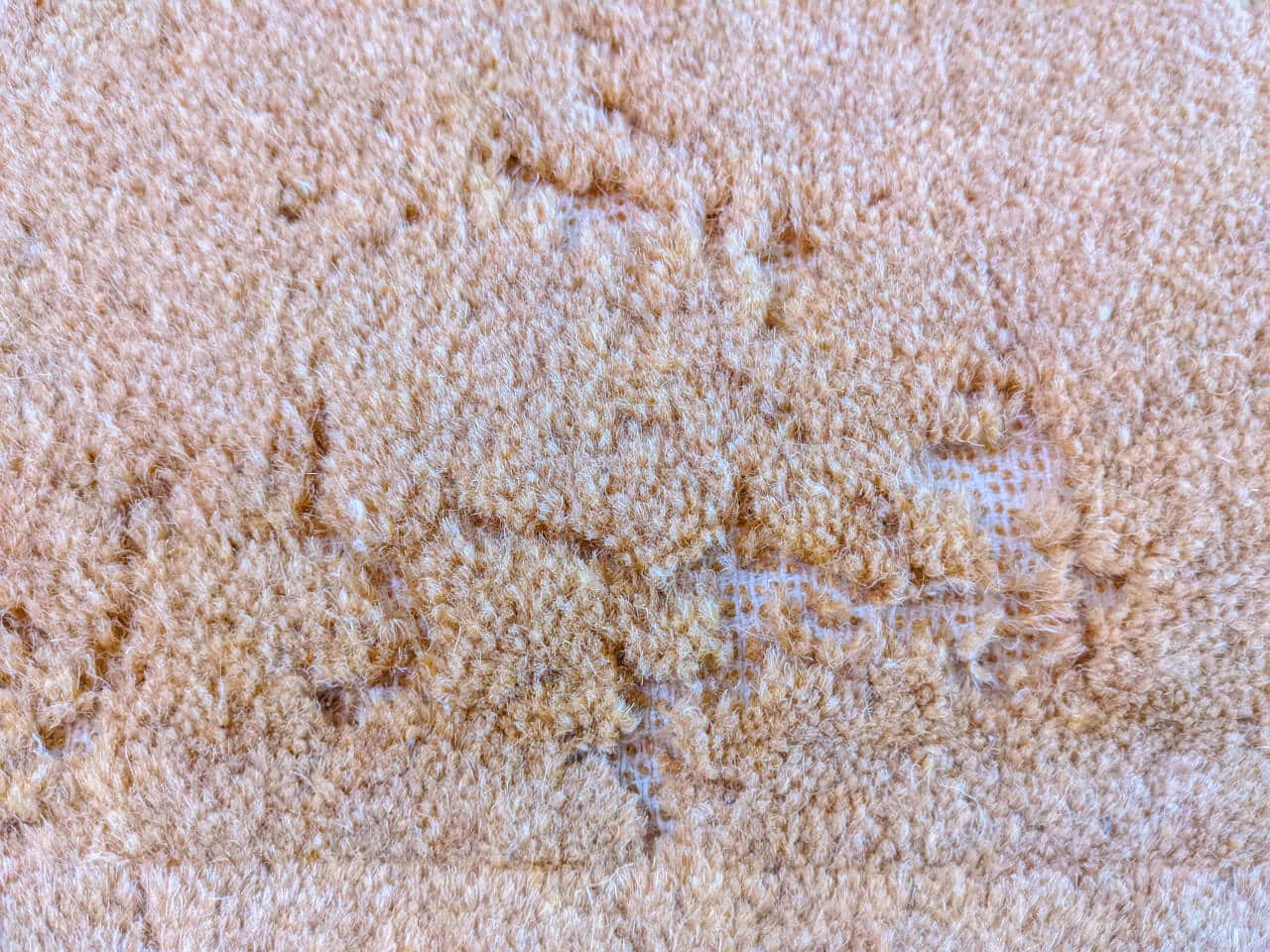Schäden durch Teppichmotten