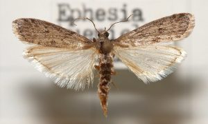Mehlmotte (Ephestia kuehniella)