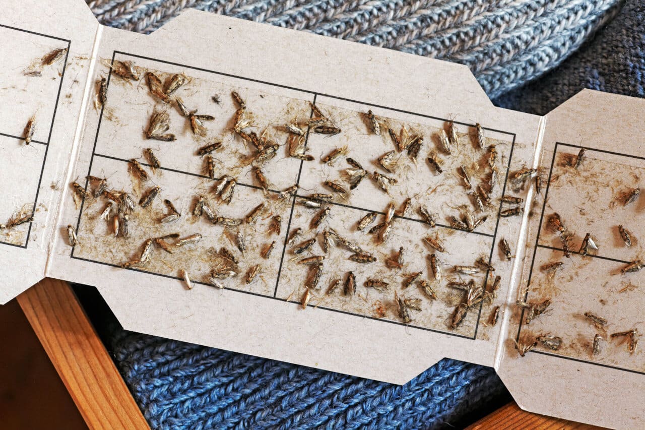 Mottenpapier Pheromonfallen gegen Motten